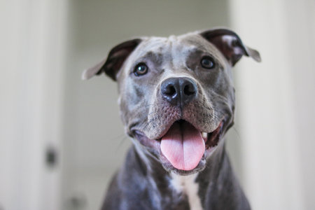 Close up of a puppy Pit Bull dog at home. Selective focus.の写真素材