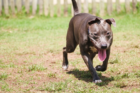 Pit bull puppy dog playing and having fun in the park. Selective focus.の写真素材