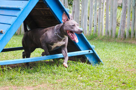 Pit bull puppy dog playing and having fun in the park. Selective focus.の写真素材