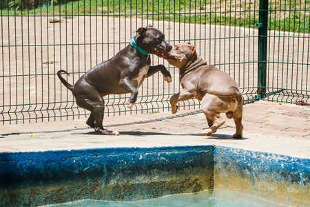 Pit bull dogs playing in the pool on sunny day.