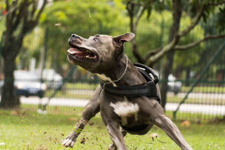 Pit bull dog playing and having fun in the park. Cloudy day. Selective focus.