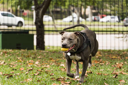 Pit bull dog playing and having fun in the park. Cloudy day. Selective focus.の写真素材