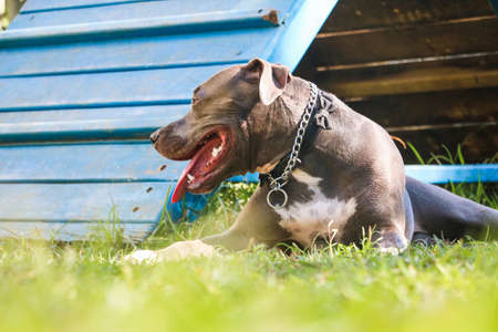 Pit bull dog playing in the park. Grassy area for dogs with exercise toys.の写真素材