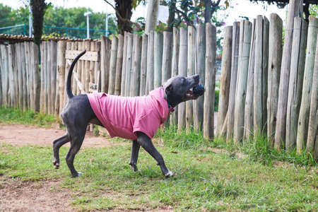 Pit bull dog in a pink sweatshirt playing in the park. Grassy area for dogs with exercise toys.
