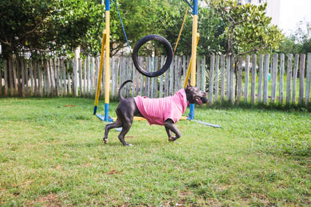 Pit bull dog in a pink sweatshirt playing in the park. Grassy area for dogs with exercise toys.