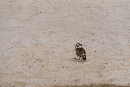Free owl in nature watching on the sand of the lagoon in Rio das Ostras in Rio de Janeiro.の写真素材