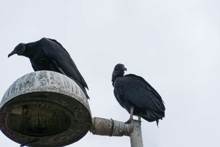 Vulture on top of the light pole. Partly cloudy day.の写真素材