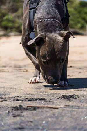Pit Bull dog playing on the beach, enjoying the sea and sand. Sunny day. Selective focus.の写真素材