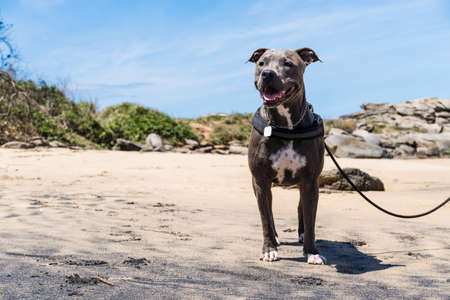 Pit Bull dog playing on the beach, enjoying the sea and sand. Sunny day. Selective focus.の写真素材