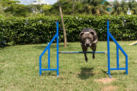 Pit bull dog jumping the obstacles while practicing agility and playing in the dog park. Dog place with toys like a ramp and take for him to exercise.の写真素材