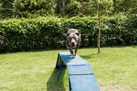 Pit bull dog jumping the obstacles while practicing agility and playing in the dog park. Dog place with toys like a ramp and take for him to exercise.の写真素材