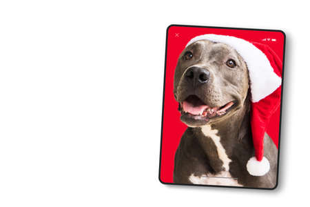 Device screen in tablet format with Pit bull dog in red Santaâs Cap isolated on white background for Christmas. Waiting for Santa Claus to arrive. Selective focus.の写真素材