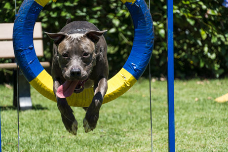 Pit bull dog jumping the obstacles while practicing agility and playing in the dog park. Dog place...