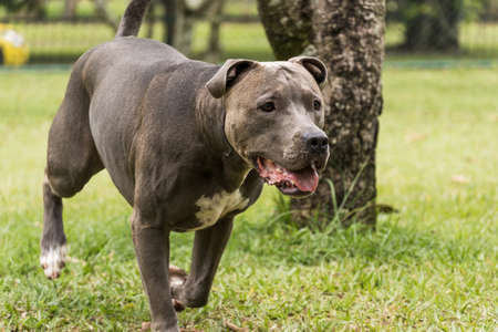 Pit bull dog playing and having fun in the park. Selective focus.