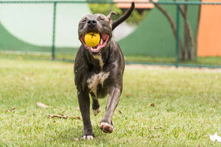Pit bull dog playing and having fun in the park. Selective focus.の写真素材