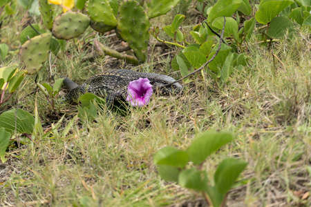 Teiu lizard alone in the grass in the city of Rio de Janeiro, Brazil. Tupinambis belonging to the Teiidae family. Usually called tegus. Found mainly in South America.の写真素材