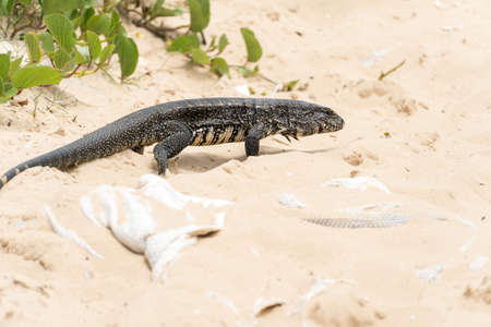 Teiu lizard alone on the beach sand in the city of Rio de Janeiro, Brazil. Tupinambis belonging to the Teiidae family. Usually called tegus. Found mainly in South America.の写真素材