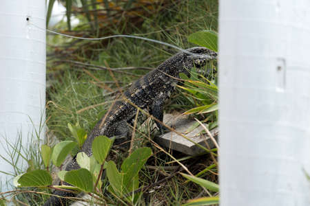 Teiu lizard alone in the grass in the city of Rio de Janeiro, Brazil. Tupinambis belonging to the...