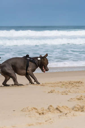 Pit Bull dog playing on the beach. Having fun with the ball and digging a hole in the sand. Partly cloudy day. Selective focus.の写真素材