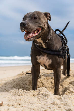 Pit Bull dog playing on the beach. Having fun with the ball and digging a hole in the sand. Partly cloudy day. Selective focus.の写真素材