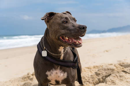 Pit Bull dog playing on the beach. Having fun with the ball and digging a hole in the sand. Partly cloudy day. Selective focus.の写真素材
