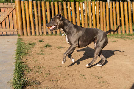 Blue nose Pit bull dog playing and having fun in the park at sunset. Selective focus.の写真素材