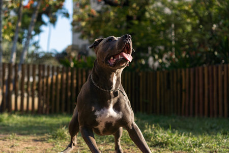 Blue nose Pit bull dog playing and having fun in the park at sunset. Selective focus.の写真素材