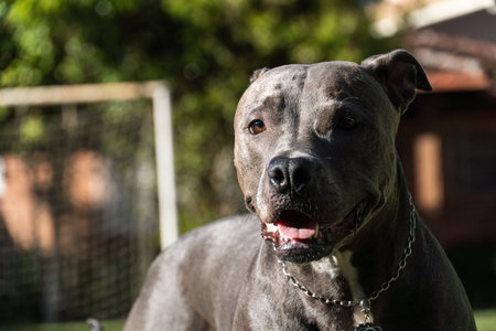 Blue nose Pit bull dog playing in the green grassy field. Sunny day. Dog having fun, running and playing ball. Selective focus.の写真素材