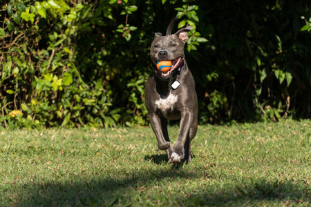Blue nose Pit bull dog playing in the green grassy field. Sunny day. Dog having fun, running and playing ball. Selective focus.の写真素材