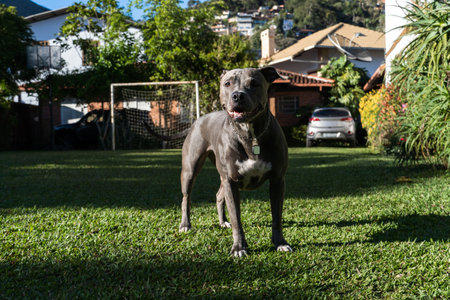 Blue nose Pit bull dog playing in the green grassy field. Sunny day. Dog having fun, running and playing ball. Selective focus.の写真素材