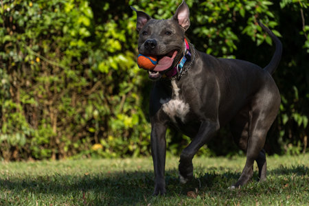 Blue nose Pit bull dog playing in the green grassy field. Sunny day. Dog having fun, running and playing ball. Selective focus.の写真素材