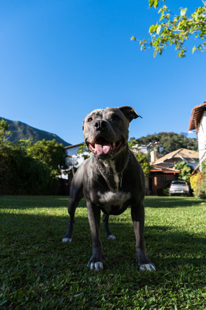 Blue nose Pit bull dog playing in the green grassy field. Sunny day. Dog having fun, running and playing ball. Selective focus.の写真素材