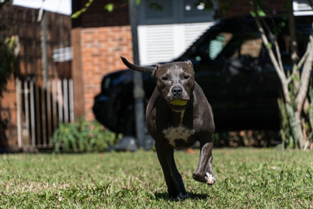 Blue nose Pit bull dog playing in the green grassy field. Sunny day. Dog having fun, running and playing ball. Selective focus.の写真素材