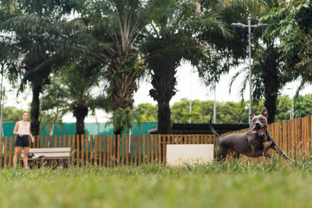 Blue nose Pit bull dog playing with ball and having fun in the park at cloudy day. Selective focus.の写真素材