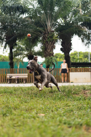 Blue nose Pit bull dog playing with ball and having fun in the park at cloudy day. Selective focus.の写真素材