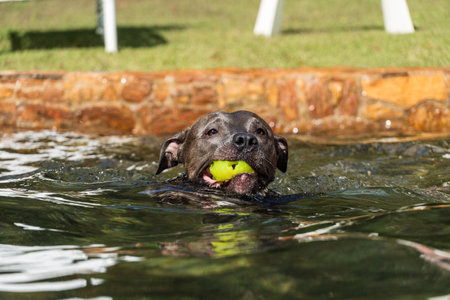 Beautiful blue nose pit bull dog playing and jumping in the natural pool with grassy garden around. Sunny day. Nature.の写真素材