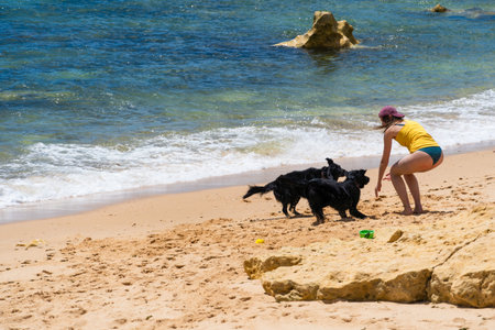 Dogs playing on the beach. Entering the sea to get the toys. Wet dog. Sunny day.の写真素材