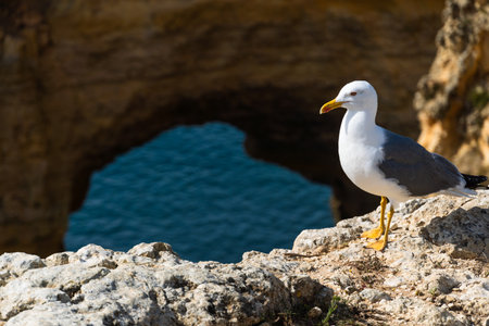 Seagull on the Algarve coast. Praia da Marinha beach. Yellow-legged gull (Larus michahellis)の写真素材