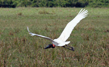 TuiuiÃº - Jabiru mycteria. Photo taken in the Pantanal of PoconÃ©, Mato-Grosso.の写真素材