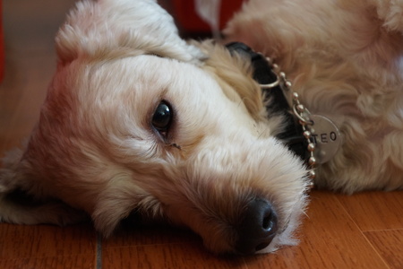 A dog lay down on the floorの写真素材