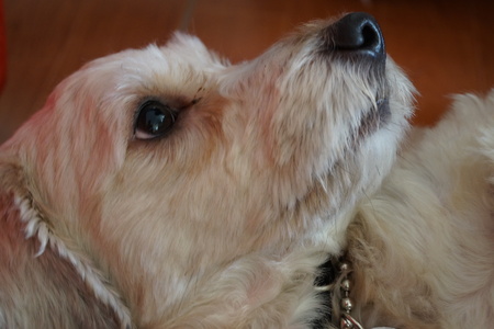 A white dog looking at an unknown point.の写真素材