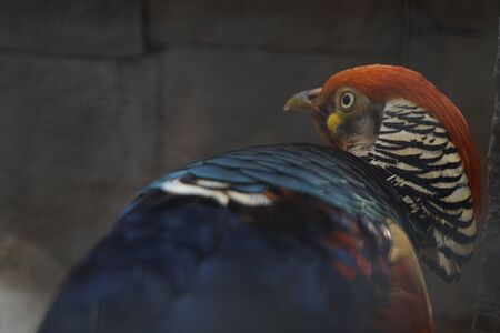 A blue exotic bird with beautiful feathers looking around.の写真素材