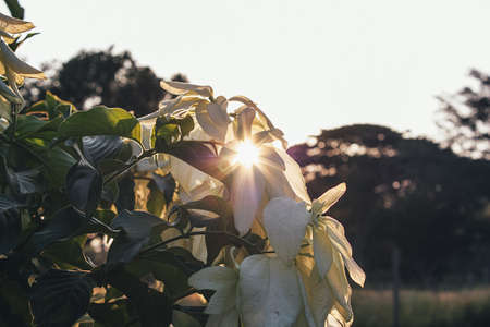 Sunset through flowersの写真素材