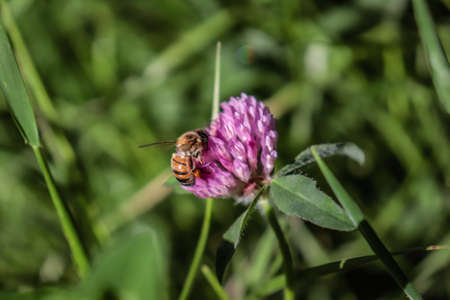 Bee pollinatingの写真素材