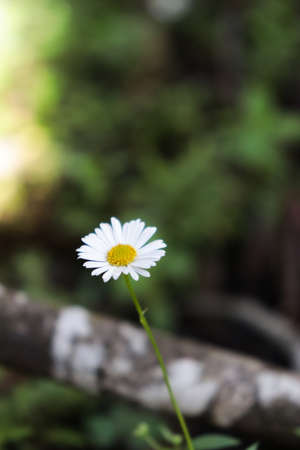 White and yellow flowerの写真素材