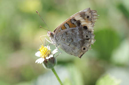 butterfly and flower