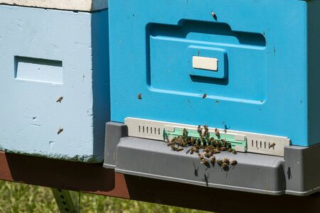 Closeup of beehive entrance. Flying bees.