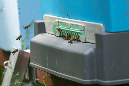 Closeup of bees flying near the beehive entrance.