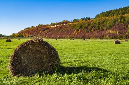 Bales of haye on the field. Sunny autumn day.
