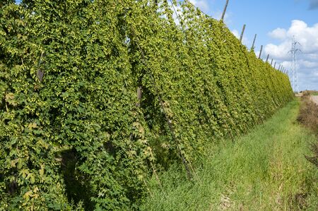 Hop field in late summer. Ripe hop is ready for harvesting. Poland